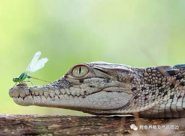 你不一定知道的现存鳄鱼全部家族