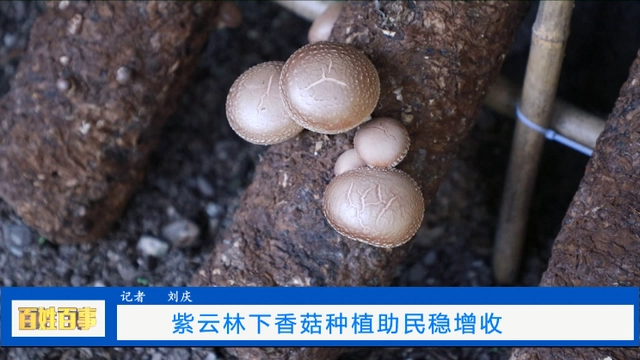 致富香菇种植方法_致富经香菇种植_致富香菇种植基地在哪