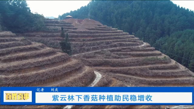 致富经香菇种植_致富香菇种植基地在哪_致富香菇种植方法