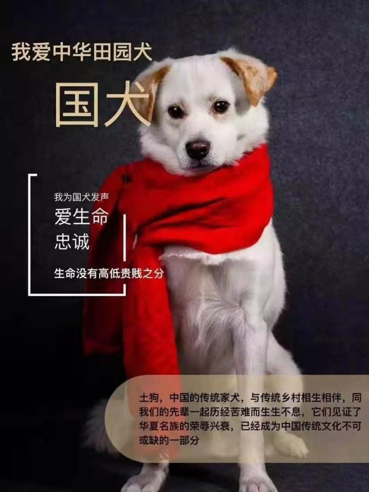 专业马犬养殖_致富经马犬养殖视频_视频致富养殖马犬大全