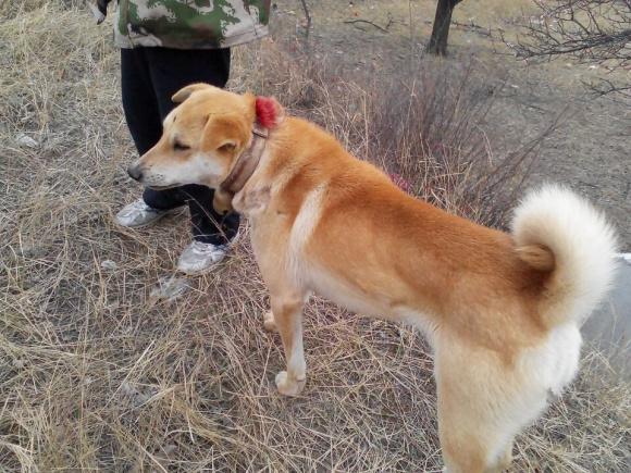 视频致富养殖马犬大全_致富经马犬养殖视频_专业马犬养殖