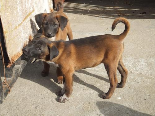 专业马犬养殖_视频致富养殖马犬大全_致富经马犬养殖视频