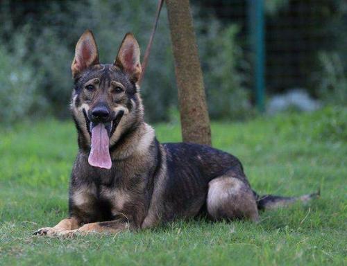 专业马犬养殖_致富经马犬养殖视频_视频致富养殖马犬大全