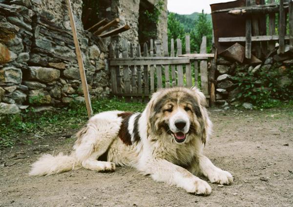 专业马犬养殖_致富经马犬养殖视频_视频致富养殖马犬大全