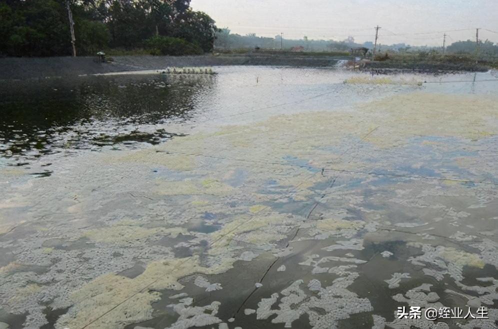 养殖关键水蛭技术要点_水蛭养殖 关键技术_养殖关键水蛭技术是什么