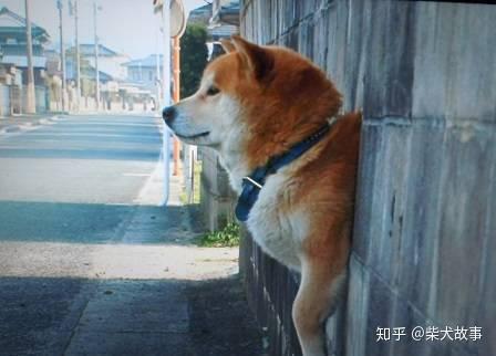 视频致富养殖马犬大全_农村养马犬视频_致富经马犬养殖视频