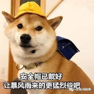 视频致富养殖马犬大全_农村养马犬视频_致富经马犬养殖视频