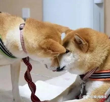 农村养马犬视频_致富经马犬养殖视频_视频致富养殖马犬大全