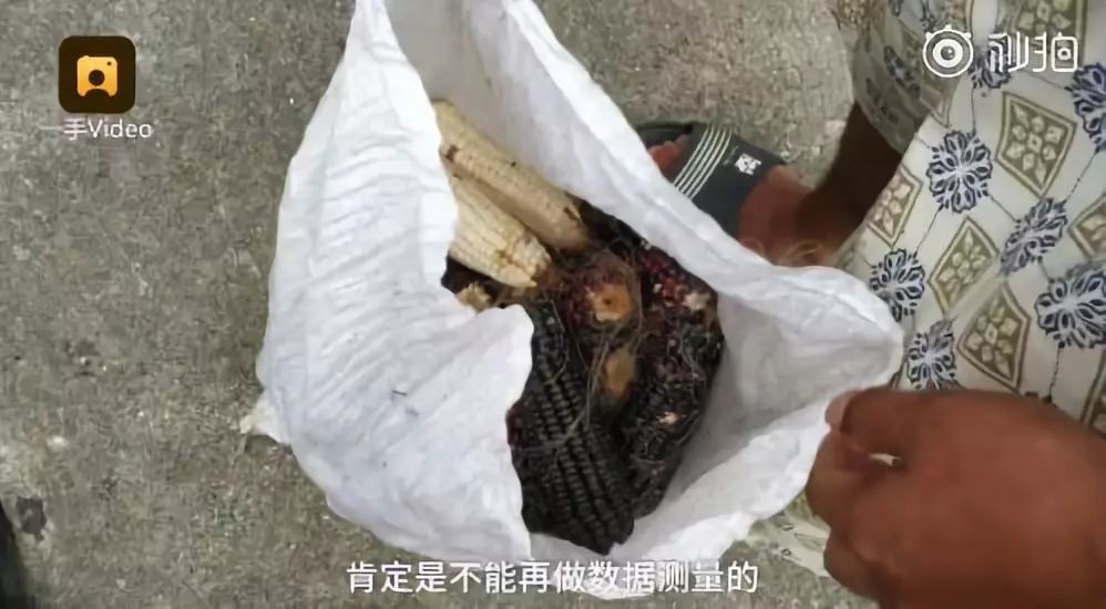 桃子籽怎么种植技术_桃籽怎么种植方法出苗_桃子种子育苗方法步骤