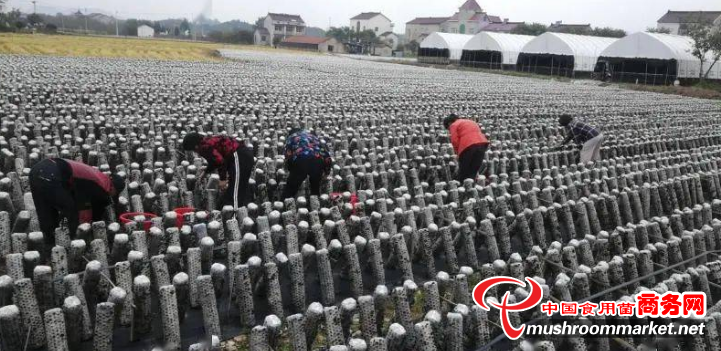 河北木耳基地在哪里_河北木耳种植致富_河北木耳种植基地