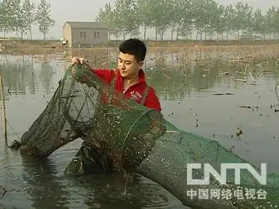 致富经龙虾养殖技术视频_致富经龙虾养殖_致富经小龙虾养殖