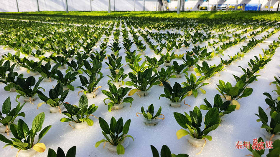 水上蔬菜致富经_水上种植蔬菜挣钱吗_致富经水培蔬菜视频