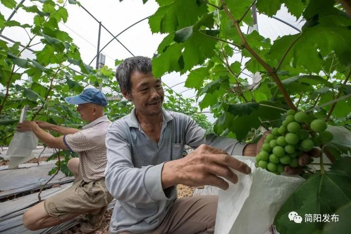 种羊肚菌地里加什么肥料_羊肚菌种植走上致富路_种羊肚菌赚钱吗