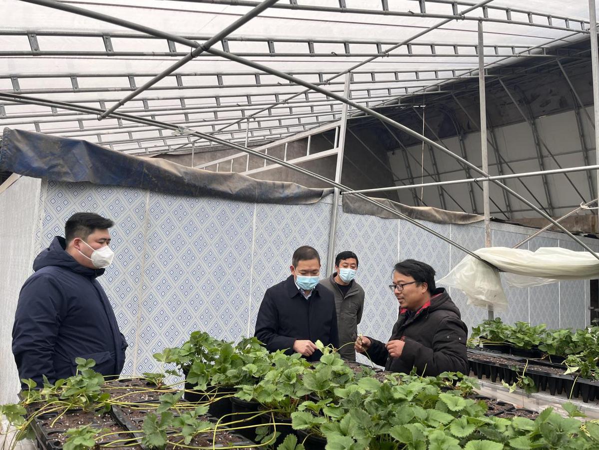 致富种植果有什么好处_种植致富果有哪些_致富种植什么比较赚大钱