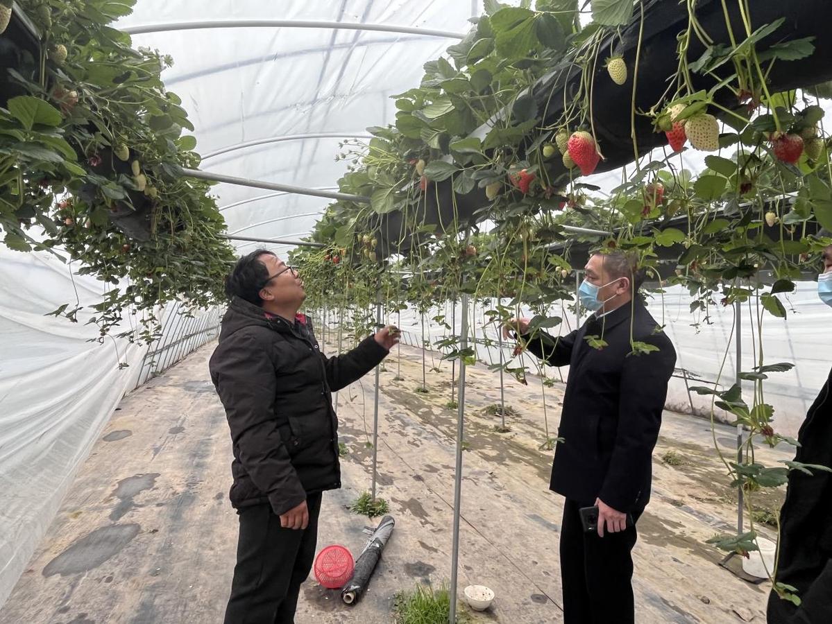 种植致富果有哪些_致富种植什么比较赚大钱_致富种植果有什么好处