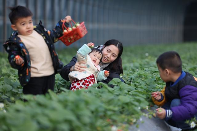 草莓农业节目致富经_致富节目农业草莓视频_农业频道致富节目