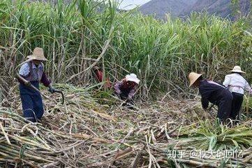 种羊肚菌地里加什么肥料_羊肚菌种植走上致富路_种植羊肚菌肚技术方法