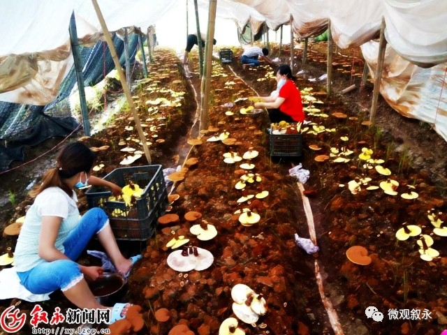 致富灵芝种植方法图片_致富灵芝种植方法视频_灵芝种植致富方法