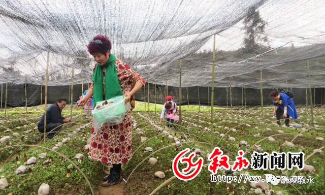 灵芝种植致富方法_致富灵芝种植方法图片_致富灵芝种植方法视频