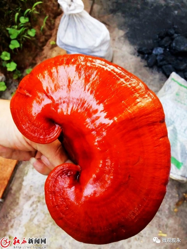 致富灵芝种植方法图片_灵芝种植致富方法_致富灵芝种植方法视频