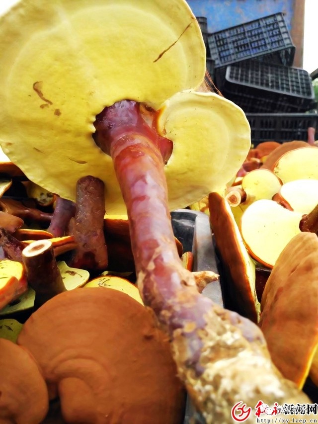 致富灵芝种植方法视频_致富灵芝种植方法图片_灵芝种植致富方法