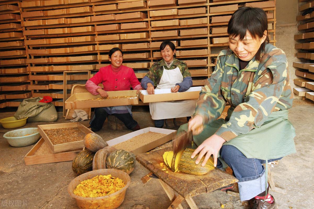 豆丹养殖最晚什么时候挂虫卵_黄粉虫卵的养殖技术_养黄粉虫的成本与利润