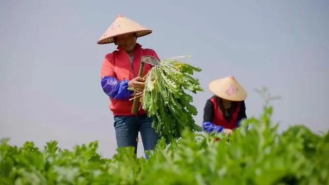 一棵“飞天”雪菜 一本“致富经”