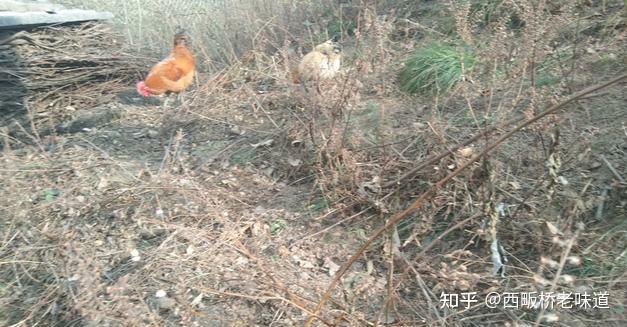 致富经 山林养鸡视频_致富经林下养鸡_致富经养山鸡视频