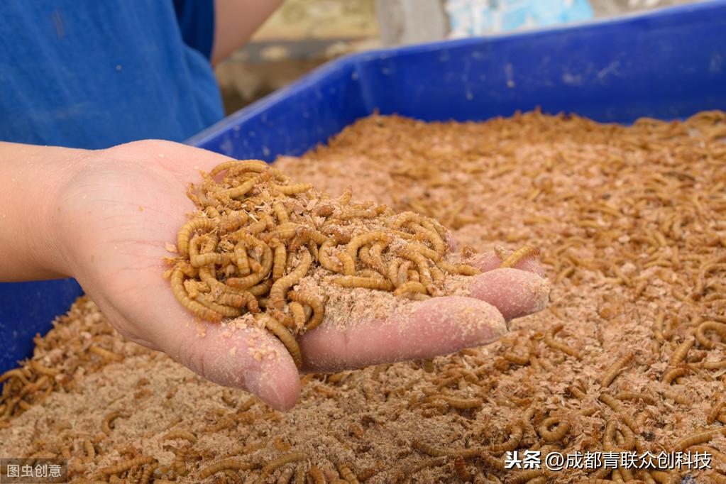 黄粉虫卵箱用大的网_养黄粉虫利润_黄粉虫卵的养殖技术