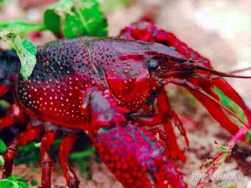 在国外横行霸道的野生物种，在国内竟然被当食物吃“灭绝”？