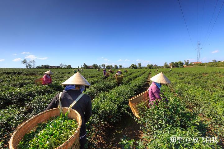 致富养殖野菜项目怎么样_野菜养殖致富项目_致富养殖野菜项目介绍