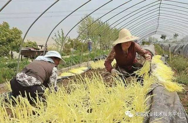 致富经韭黄种植视频_韭黄种植技术和利润_种植韭黄致富