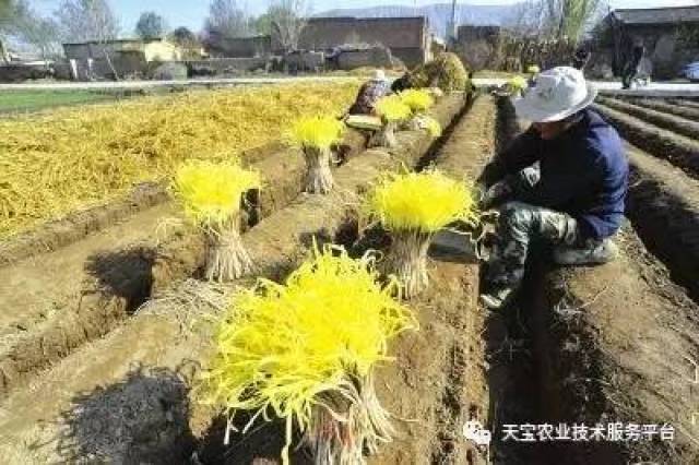 种植韭黄致富_韭黄种植技术和利润_致富经韭黄种植视频