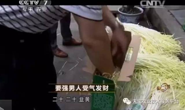 种植韭黄致富_致富经韭黄种植视频_韭黄种植技术和利润