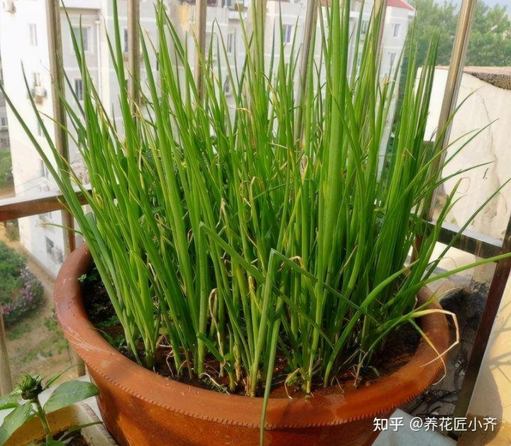 大葱种植方法与时间_大葱种植技术方法和时间_大葱种植时间和种植方法介绍