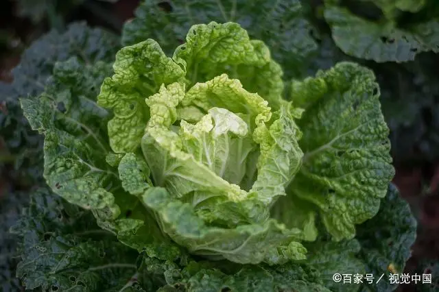 致富白菜种植紫菜怎么样_致富白菜种植紫菜图片_种植紫白菜致富