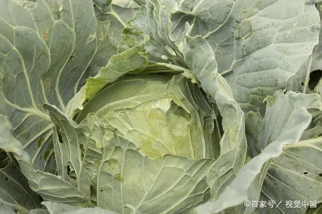 致富白菜种植紫菜图片_致富白菜种植紫菜怎么样_种植紫白菜致富