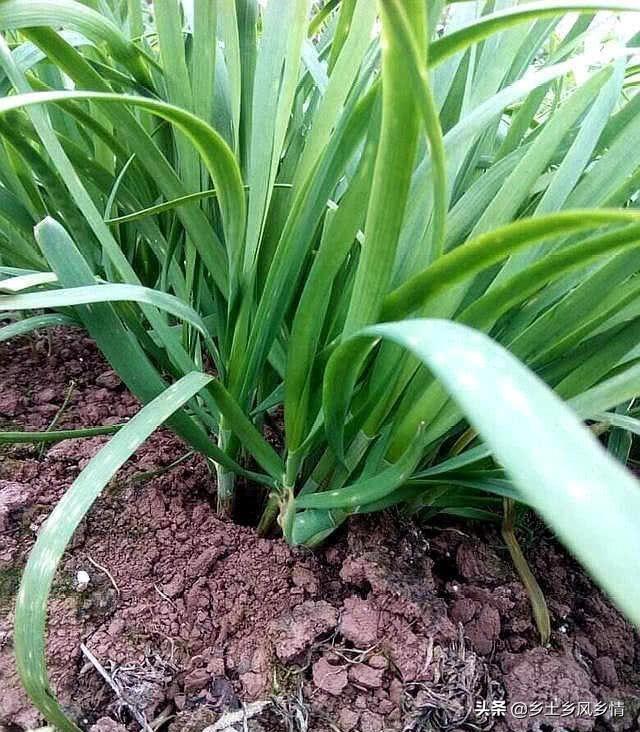 致富韭菜盆栽种植技术视频_种植盆栽韭菜致富_致富韭菜盆栽种植视频