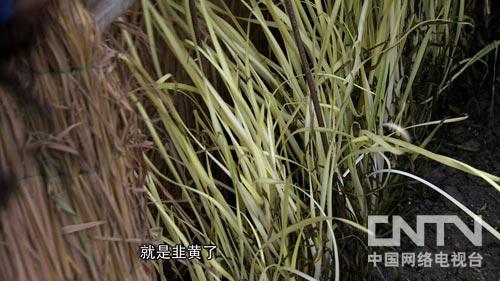 韭黄种植收益_种植韭黄赚钱吗_种植韭黄致富