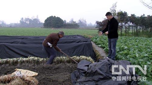 种植韭黄赚钱吗_种植韭黄致富_韭黄种植收益