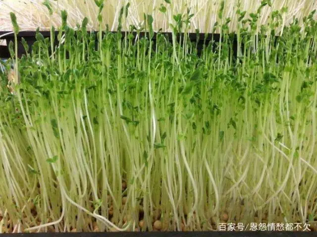 食用绿豆种植技术_绿豆食用种植技术与管理_绿豆的种植技术