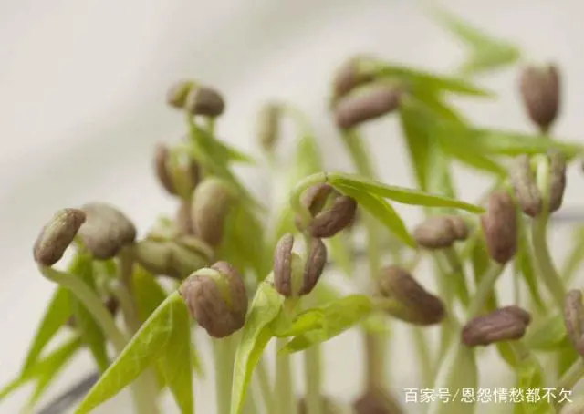 食用绿豆种植技术_绿豆食用种植技术与管理_绿豆的种植技术