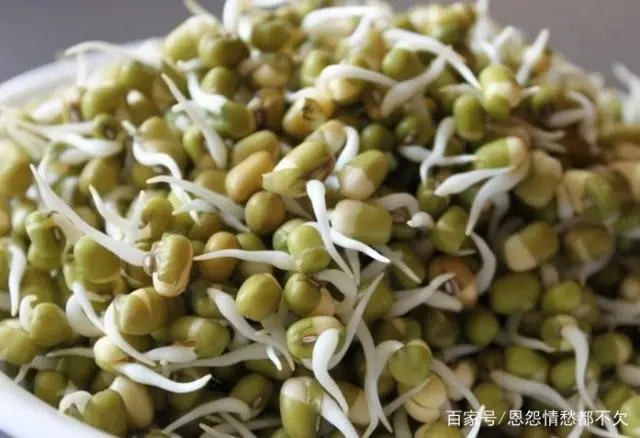 绿豆的种植技术_绿豆食用种植技术与管理_食用绿豆种植技术