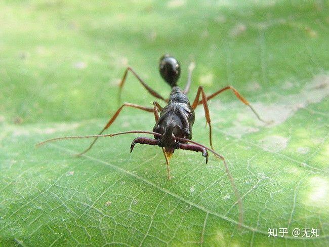 黑蚂蚁的养殖技术_养蚂蚁全部视频_蚂蚁养殖