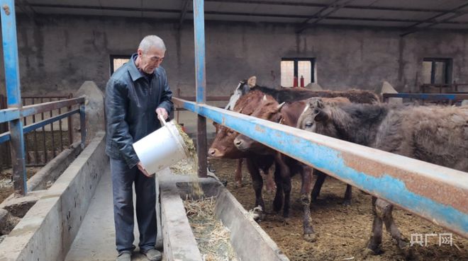 肉牛养殖 致富_养殖肉牛赚钱吗_肉牛养殖创业