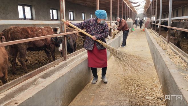 肉牛养殖 致富_养殖肉牛赚钱吗_肉牛养殖创业