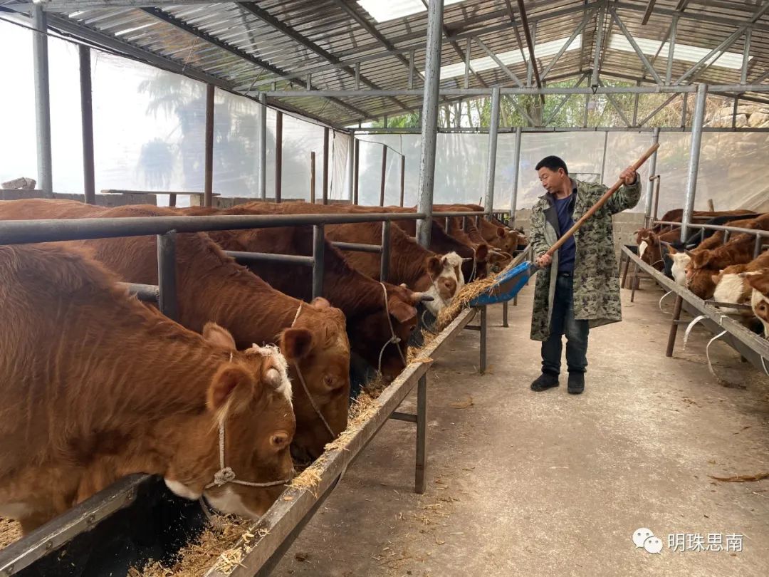 肉牛养殖 致富_养殖肉牛赚钱吗_致富养殖肉牛视频