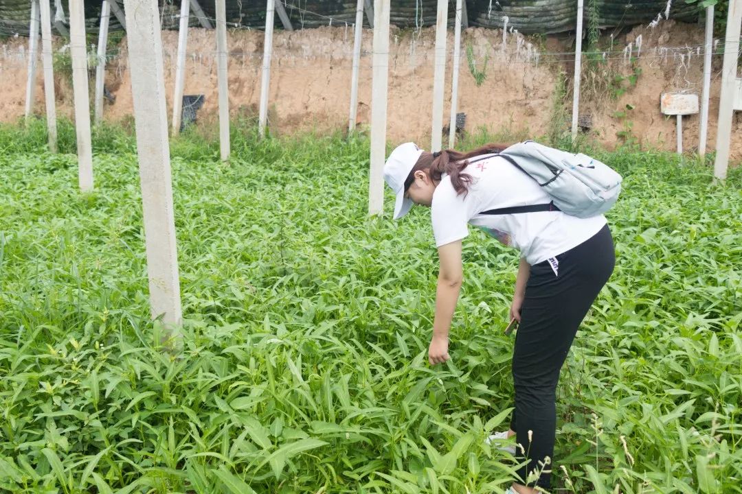 地黄种植专业合作社简介_种地养殖赚钱么_农业致富养殖地黄