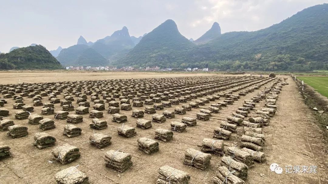 种植草皮赚钱吗_种植草皮价格_草皮种植致富增收