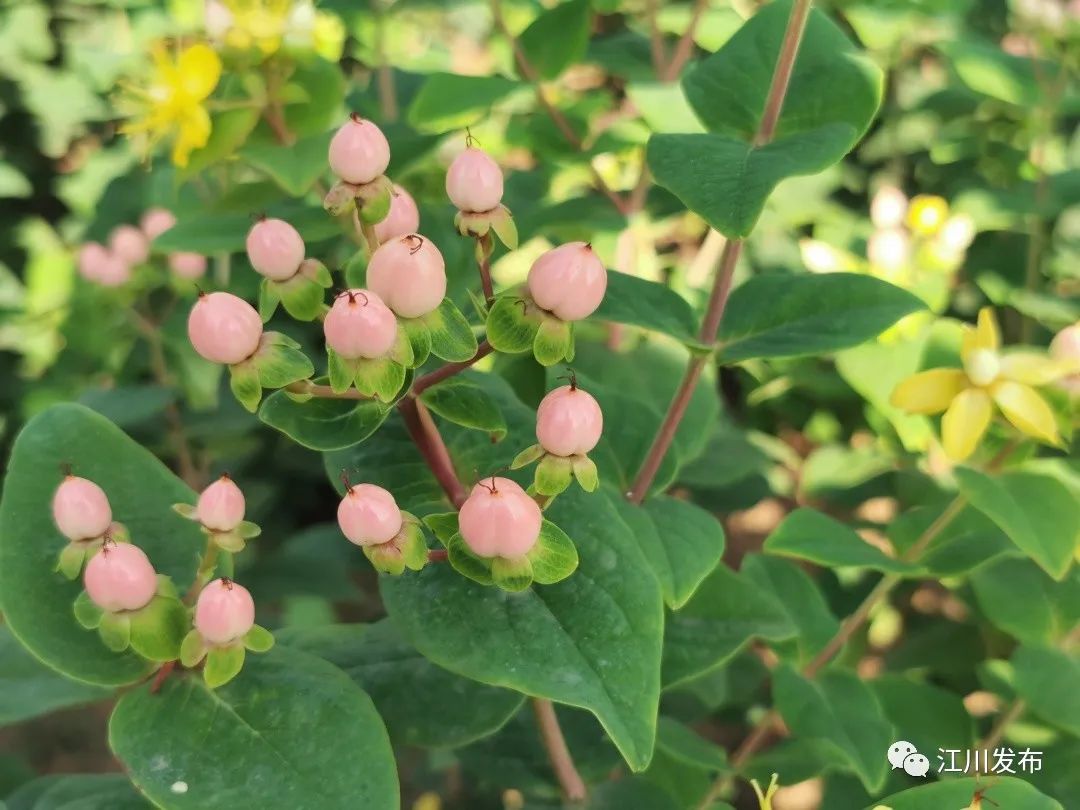 火龙珠种植致富_致富种植火龙珠怎么样_致富种植火龙珠视频